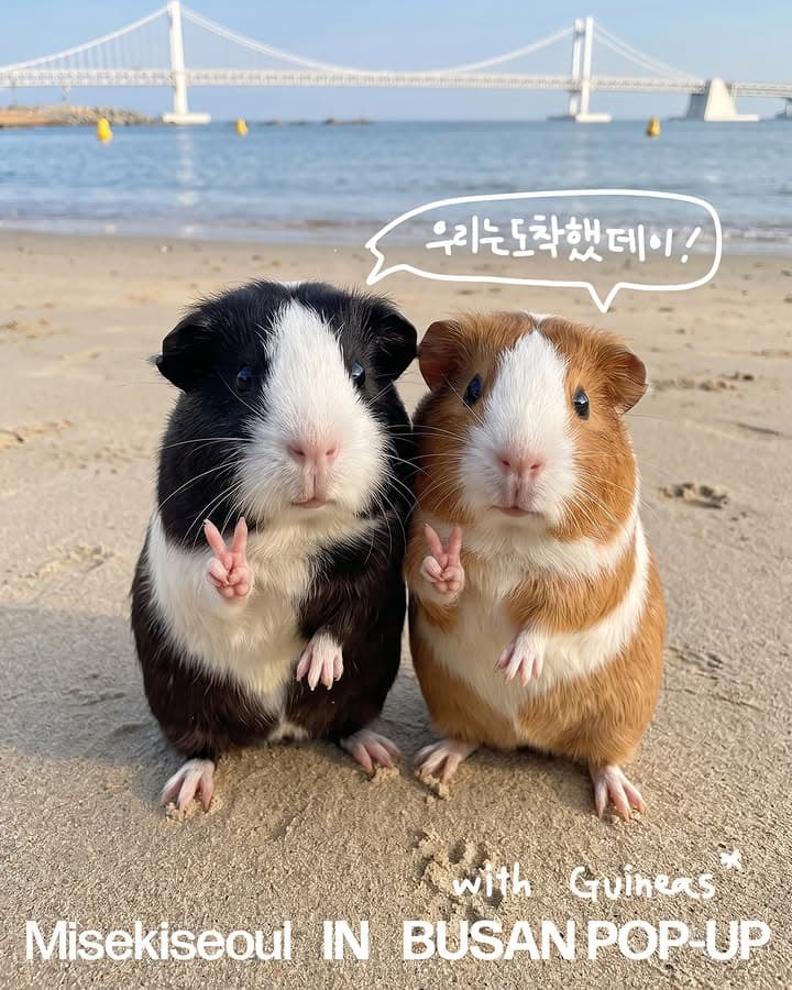 https://d8nffddmkwqeq.cloudfront.net/store/5365b46d%2C1974%2C4c60%2C870f%2C55fb21e2a0a8메인 이미지